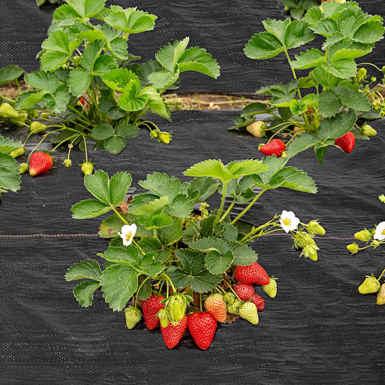 WeedGuard™ | Weed-free & easy to maintain in every season!